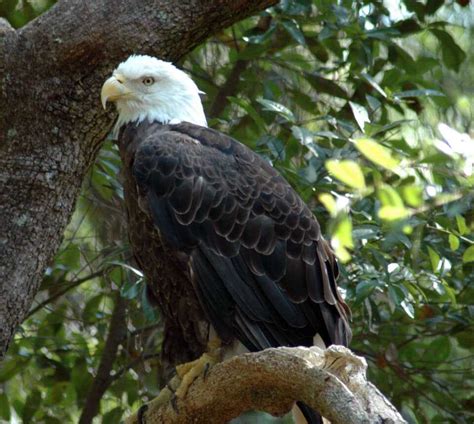 Southern bald eagle - Climate Adaptation Explorer