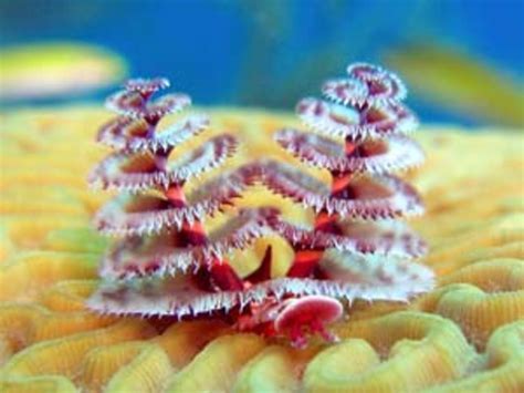 The Coolest Underwater Animals: The 15 Most Unusual Sea Creatures - HubPages