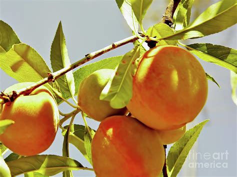 Peaches On The Tree Photograph by D Hackett