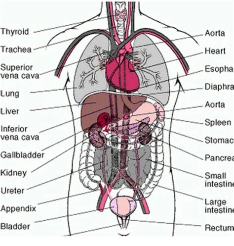 Human Body Organ Diagram Labeled Human Internal Organs Diagr