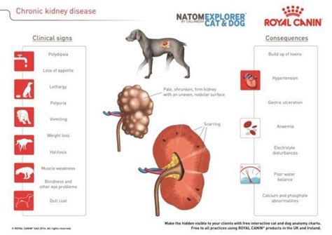 Kidney Failure in Dogs: A Science-based Guide | Kidney failure, Kidney failure causes ...