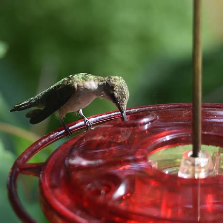 Attracting Hummingbirds - All Seasons Wild Bird Store