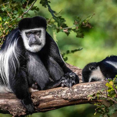 Trek Ethiopia's Spectacular Bale Mountains | Wildlife Tour