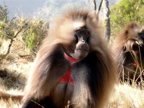 13 Things You Really Should Know About Gelada Baboons