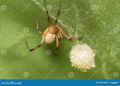 Brown Widow Spider Make Sac For Its Eggs Stock Image - Image of eyes, flora: 133170391