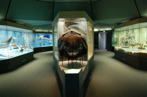 Senckenberg Museum Frankfurt Germany Aquarium area - 230 :: World All Details