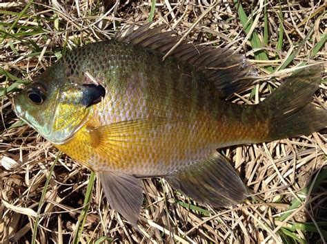 Bluegill: History, Facts, Size, Habitat, Classification & Much More - Animals Name