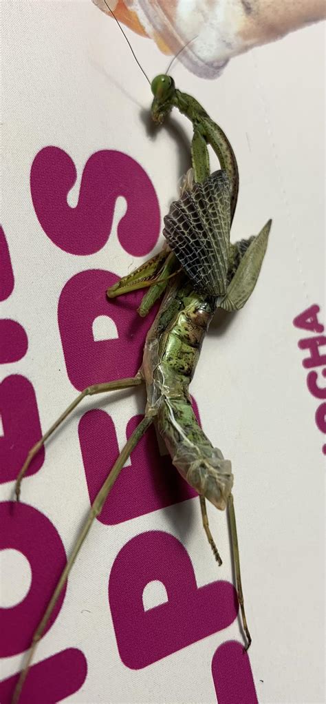 Molting Mantis? Found this guy in my house. Anything I can do/help? : r ...