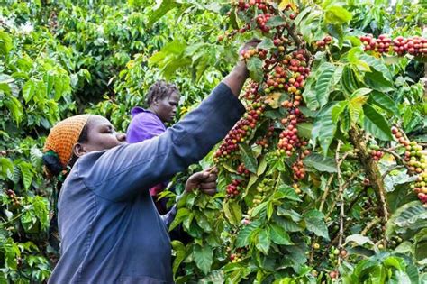 Siaya County, Kenya urged to adopt coffee planting