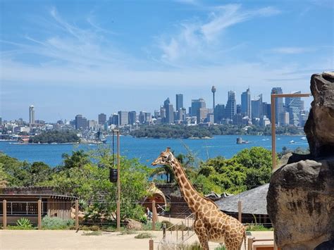 Best 11 Things to Do in Taronga Zoo Sydney - urtrips