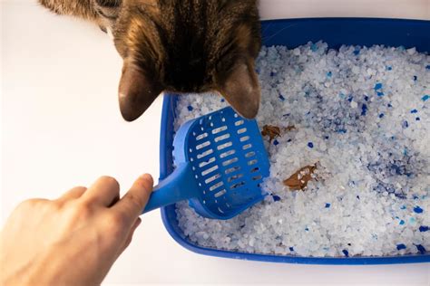 Why Does My Cat’s Poop Smell So Bad? | Great Pet Care