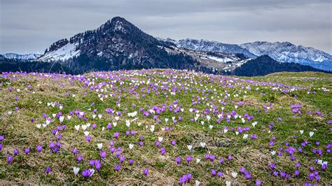 Wallpaper Bavaria Germany Heuberg Nature mountain Fields Flowers