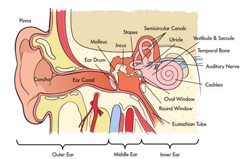 Stirrup Function Ear at Anh Hoffman blog