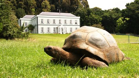 St Helena tortoise has a gay old time | The Times