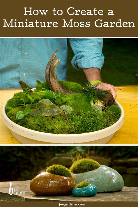 How to Create a Moss Garden | Moss garden, Plants, Indoor fairy gardens