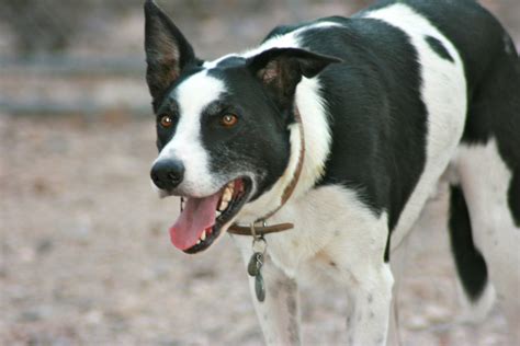 A Personal Introduction to the McNab Dog Breed (McNab Border Collie) - PetHelpful