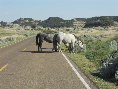 KLR650 Adventures: Wild Horses at Theodore Roosevelt National Park