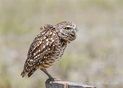 HD wallpaper: brown and white owl perching on brown bench, faces, Burrowing Owl | Wallpaper Flare