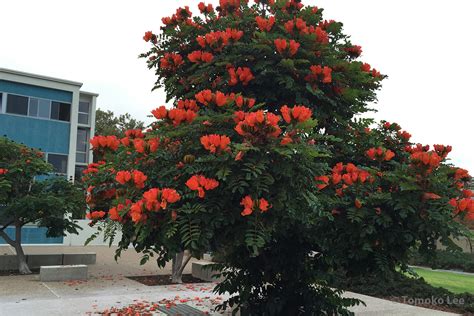 African tulip tree in La Jolla | ivanandtomoko.com