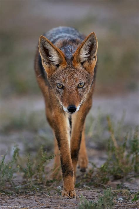 African canids - 11 fascinating species - Africa Geographic