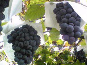 Muscat Bailey A – Japan’s Top Grape - Glass of Hans