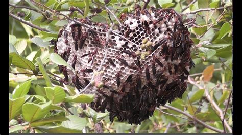 Huge Red Paper Wasp Nest Overhanging Creek - YouTube