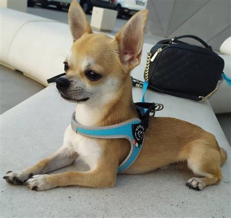 Best Chihuahua Harness - Why Using A Harness Is Better & Product ...