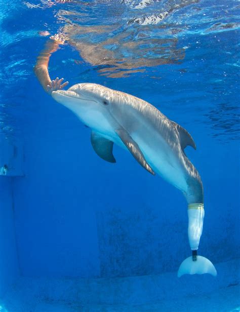 Winter the #dolphin at Clearwater Marine Aquarium. | Clearwater marine aquarium, Marine aquarium ...