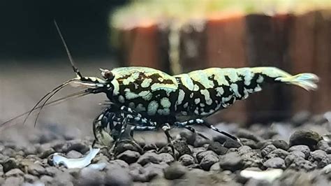 Black Fancy Tiger Shrimp Care Guide: Species Profile – Aquariumistics