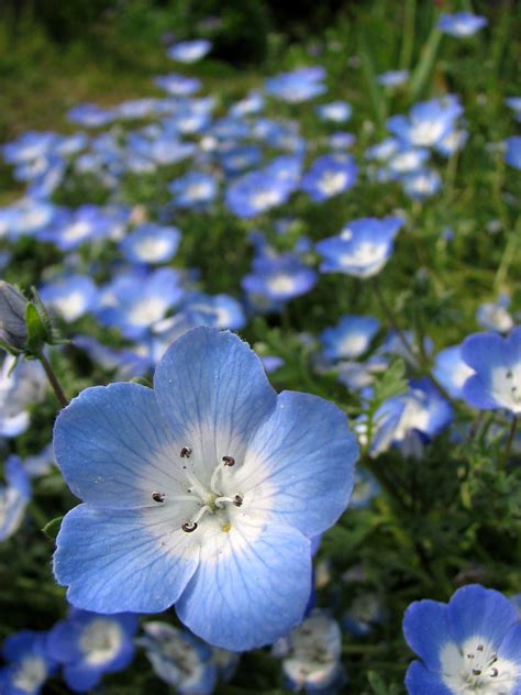 Baby Blue Eyes (Nemophila menziesii) | Pretty little flowers… | Flickr