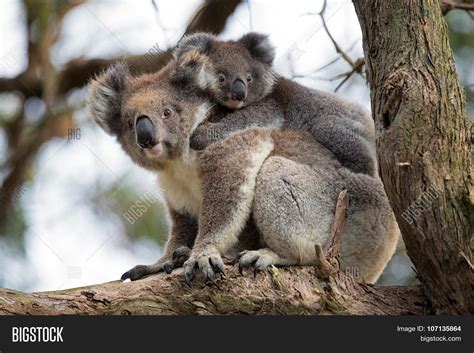 Australia Baby Koala Image & Photo (Free Trial) | Bigstock