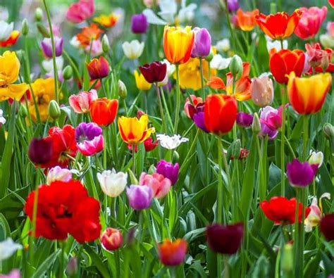 How Do the Seeds of Tulips Get Dispersed Around? | Triangle Gardener Magazine