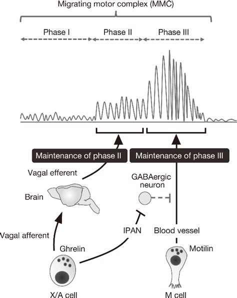 Figure 1 from The important role of ghrelin on gastric contraction in Suncus murinus. | Semantic ...