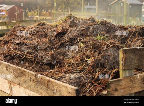 Steaming horse manure in compost bin on allotment garden - organic ...