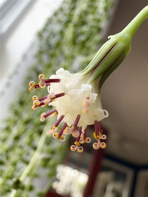 String of Pearls flowers are finally opening and they smell amazing ...