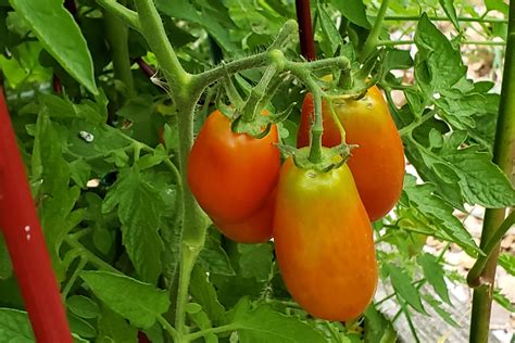 San Marzano Tomatoes – Crazy for Gardening