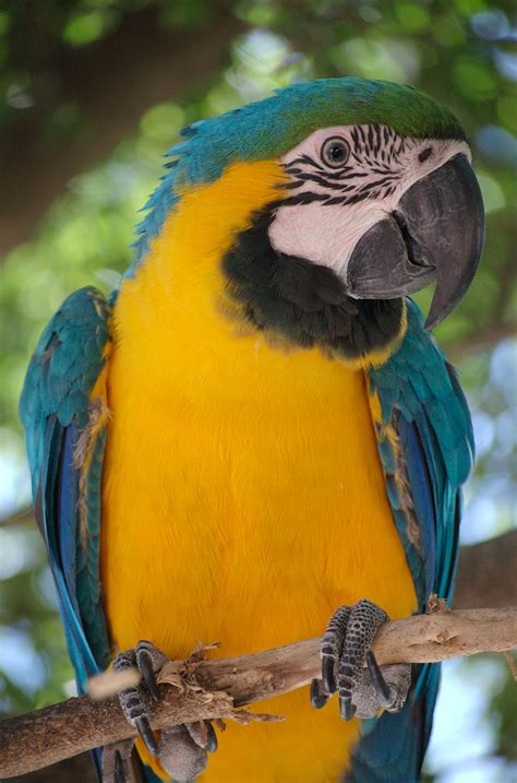 File:Ara ararauna -Blue-and-yellow Macaw in a tree.jpg - Wikipedia