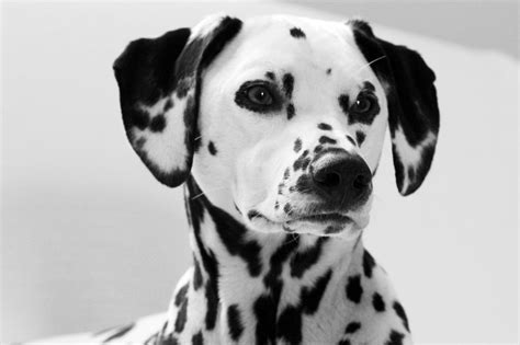 Lily, black and white Dalmatian | Cute animals, Animals beautiful, Baby dogs