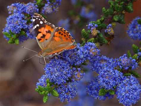 File:Butterfly-butterflies-insects.jpg - Wikimedia Commons