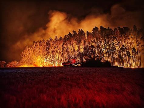 From the ashes of Kangaroo Island | WildPolitics | Margi Prideaux