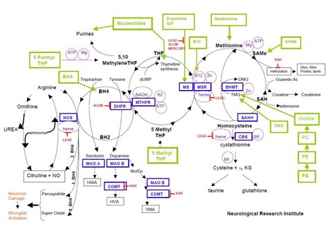 Methylation Cycle | Methylation Cycle Mercury Aluminum Lead Yasko ...