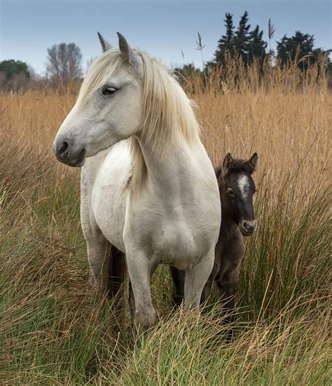 Camargue Horse With Foal, France Photograph by Images From Barbanna - Pixels