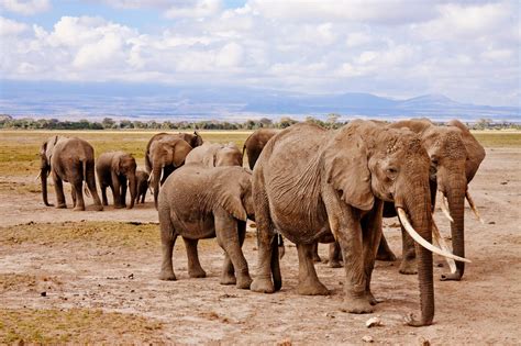 Group of Elephants on Walking on Brown Road during Daytime · Free Stock ...