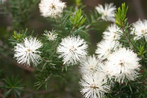 Melaleuca ericifolia — Australian Plants Society Tasmania inc