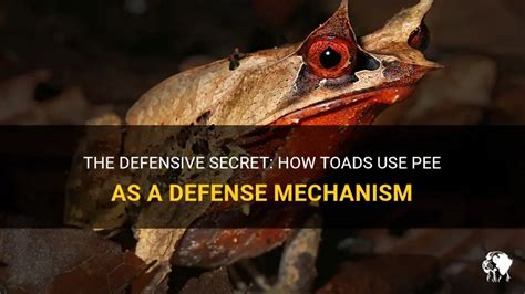 The Defensive Secret: How Toads Use Pee As A Defense Mechanism | PetShun