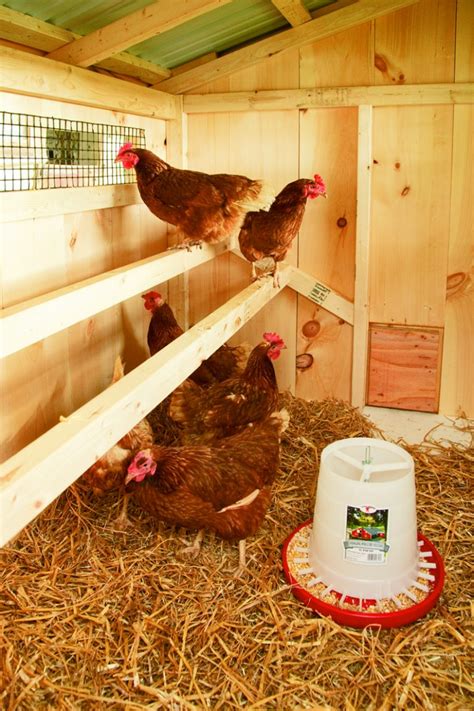 How to Choose the Right Chicken Coop Size [2019 Guide]