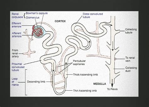 Draw a labelled diagram of nephron and describe three process of ...