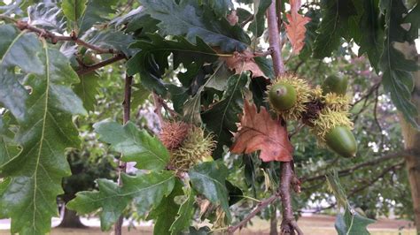 Turkey Oak - leaves & acorns - September 2018 - YouTube