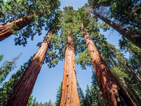 Giant Sequoia vs. Coast Redwood: What's the Difference? - A-Z Animals