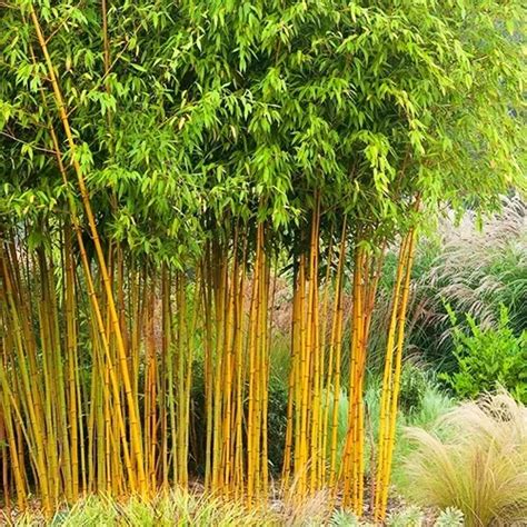 Golden Bamboo For Sale Online | The Tree Center